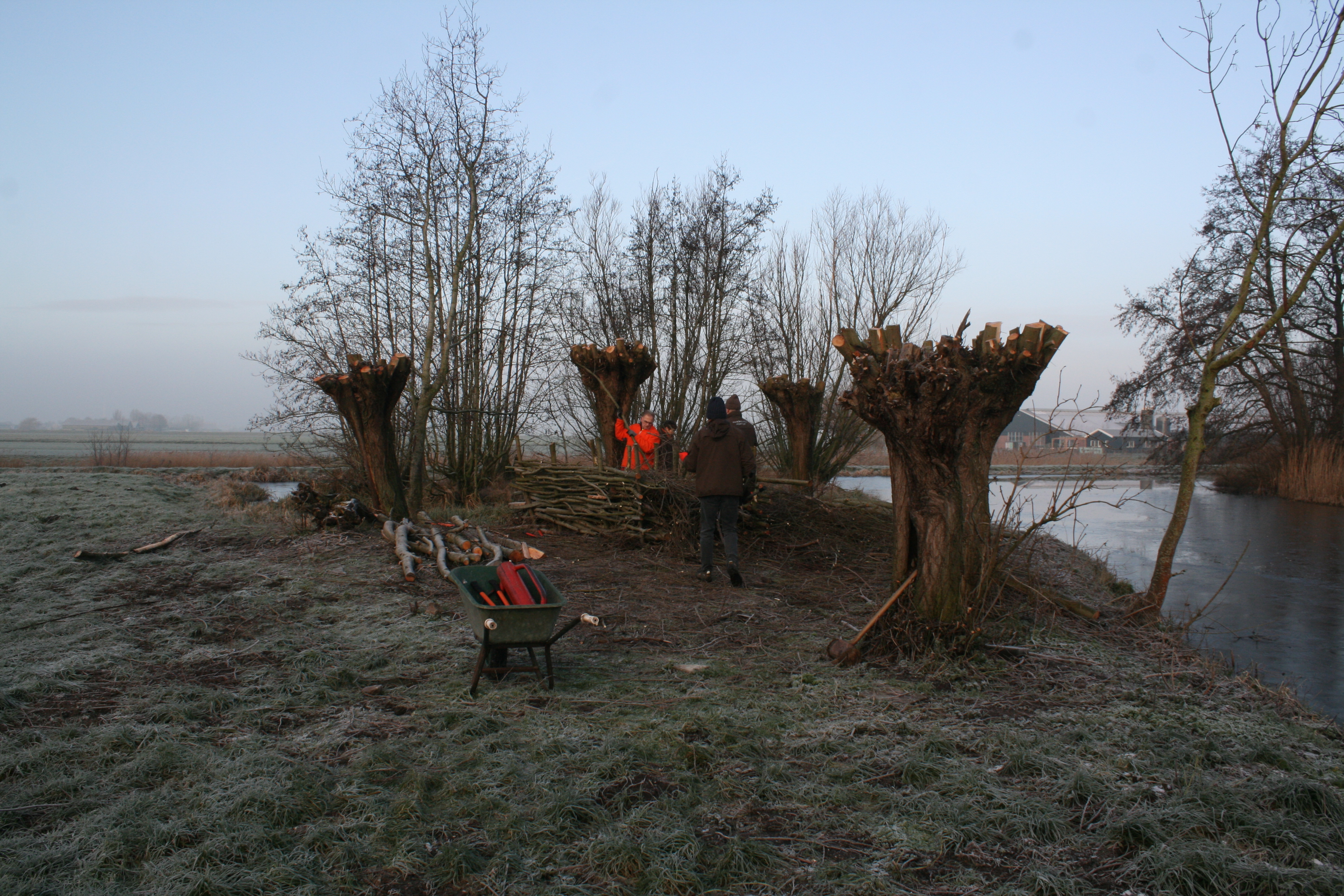 Knotploeg (Spookverlaat). Foto van Margot Klingers.